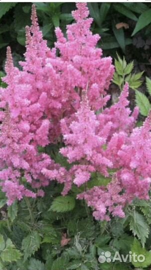 Многолетние цветы