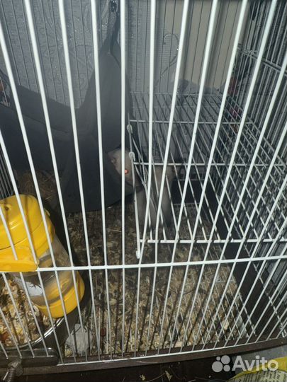 Крыса с клеткой