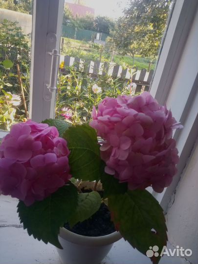 Саженцы гортензии комнатной, колекционный сорт