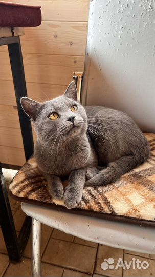 Британский котик