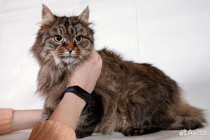 Кошка Пушка