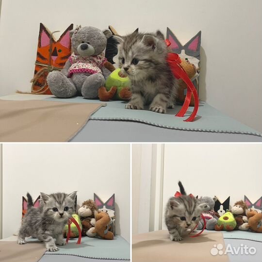 Шотландские котята