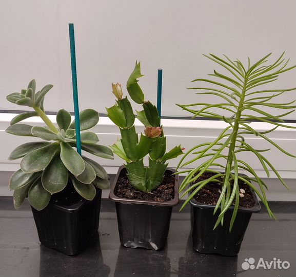 Суккуленты