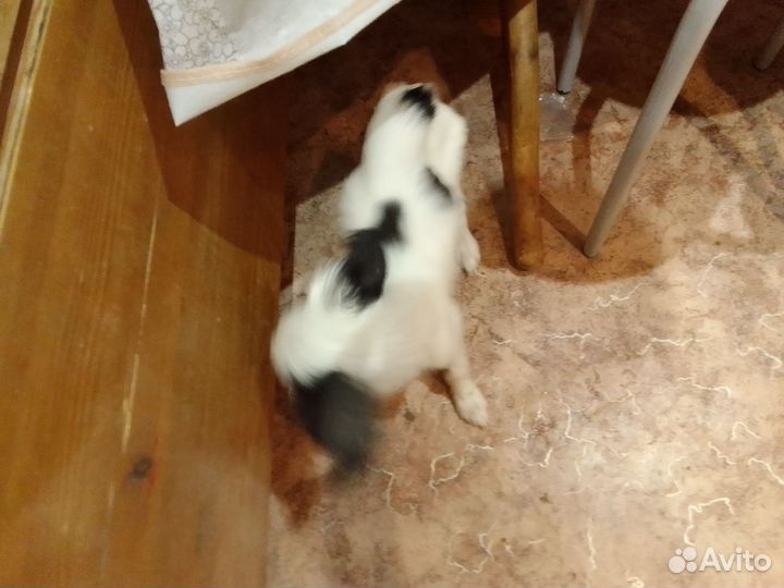 Продам щенки бигли метисы