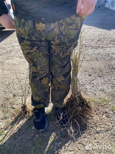 Саженцы черной смородины