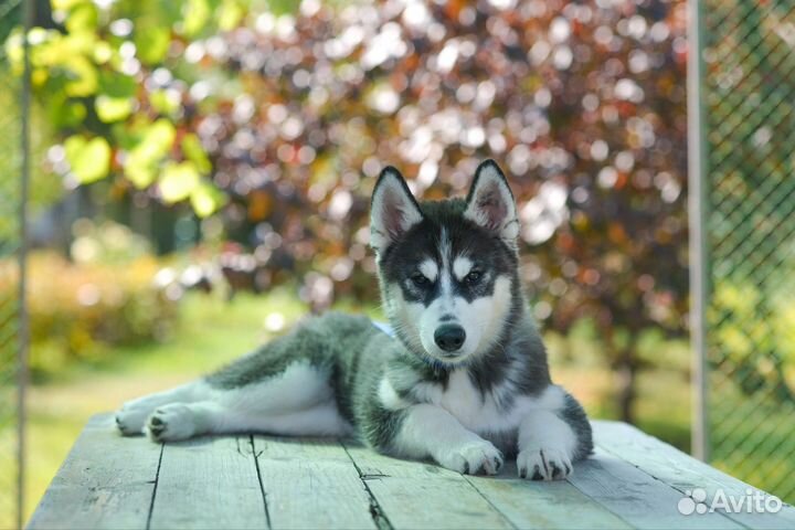 Сибирский хаски