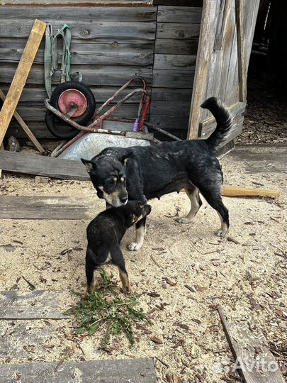 Щенки бесплатно в добрые руки