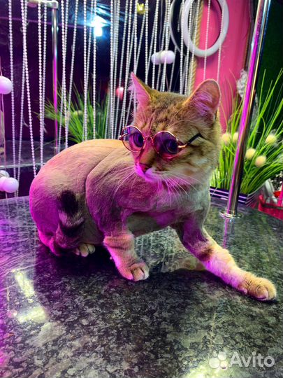 Груминг -студия предлагает стрижка собак и кошек