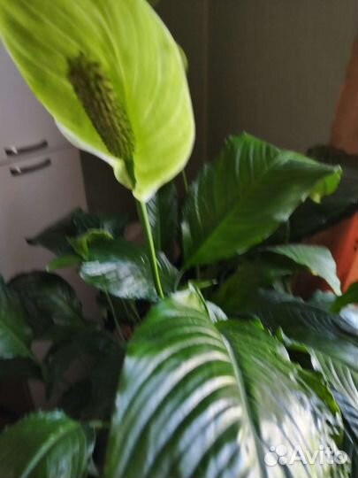 Комнатные растения