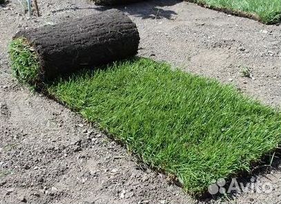 Продажа Рулонного газона