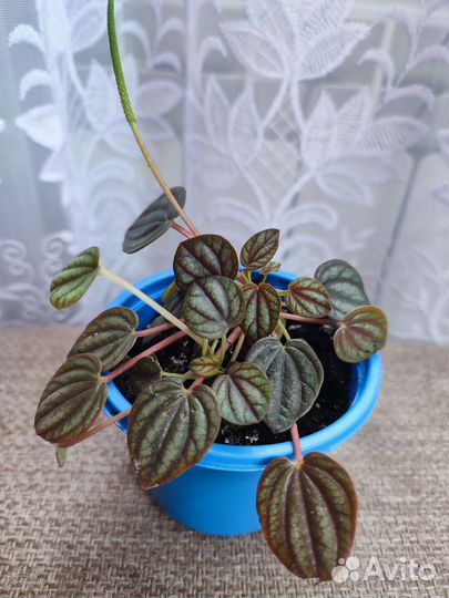 Каталатея, эухарис, псевдоэрантемум