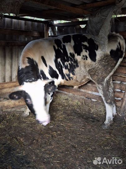 Быки на мясо