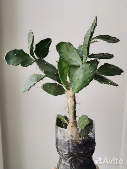 Кактус опунция