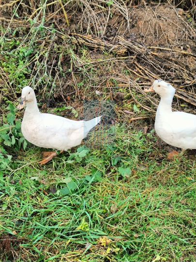 Участок 6 сот. (ИЖС)