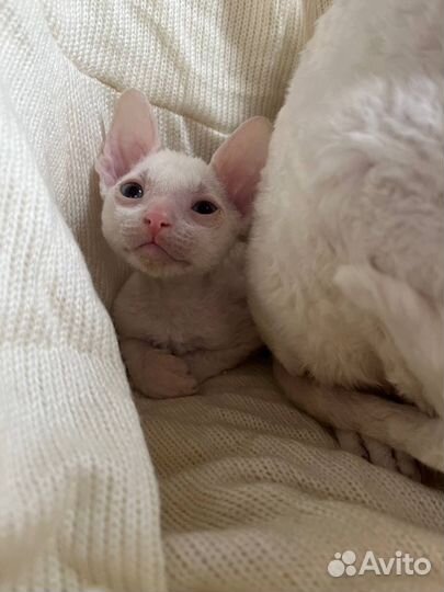 Котята корниш-рекс