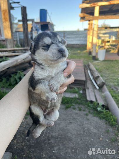 Щенки