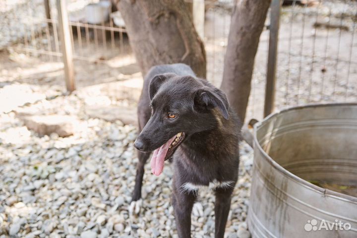 Молодой пес Джем в добрые руки