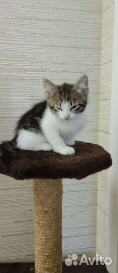 Кошки в добрые руки бесплатно