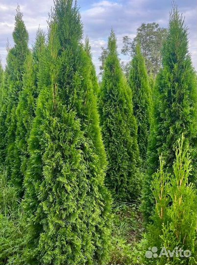 Туи смарагд / туя западная оптом