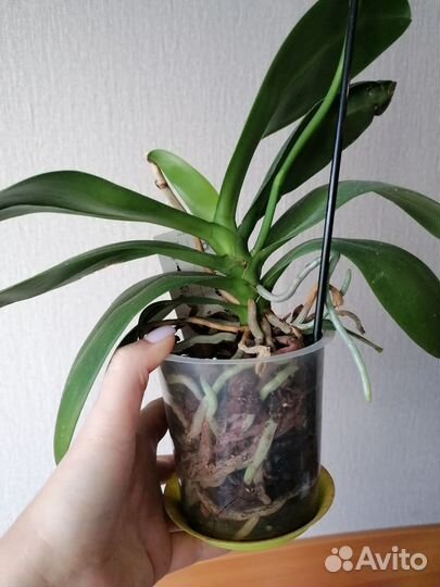 Орхидея фаленопсис дикий кот