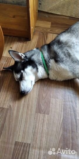 Собака в добрые руки отдам бесплатно