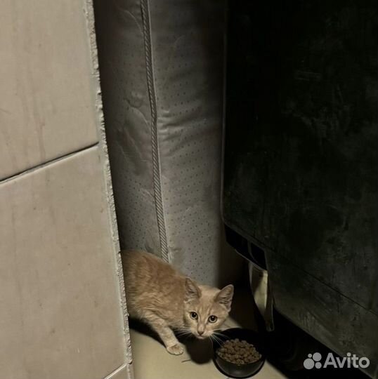 Котик или кошечка