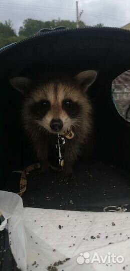 Енот полоскун