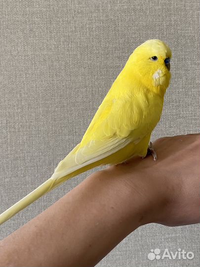 Попугай Чех