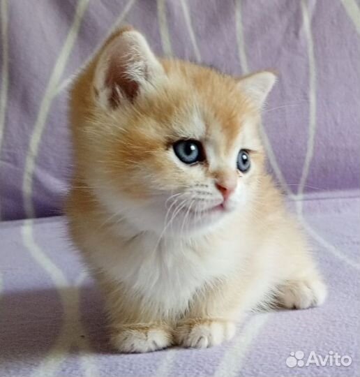 Золотые котики
