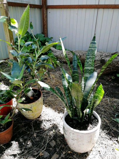 Фикус, алое, каланхое, тещин язык