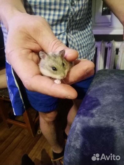 Продам хомяка