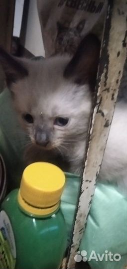 Котята в добрые руки 1,5 месяца