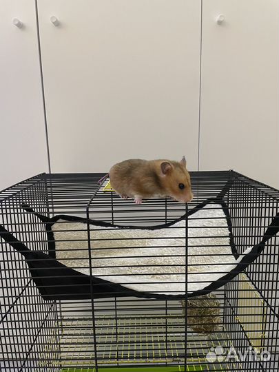 Сирийский хомяк в добрые руки