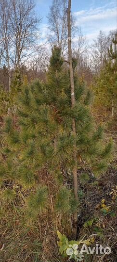 Сосна сибирская кедровая - кедр сибирский