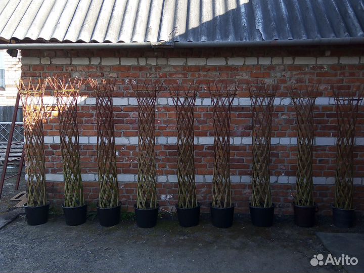 Ива плетеная (дерево)