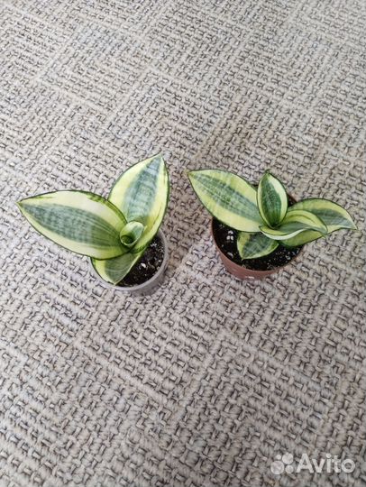 Сансевиерия ханни голд. Сансевиерия футура суперба