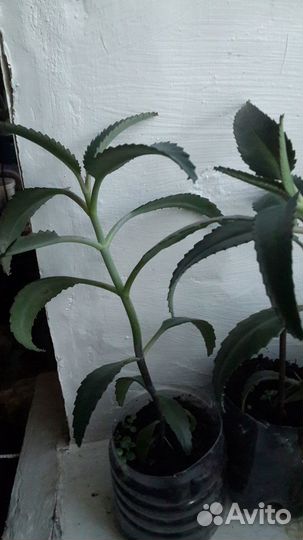 Лечебные каланхоэ