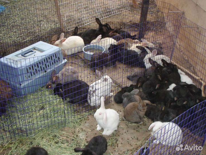 Кроликов на мясо