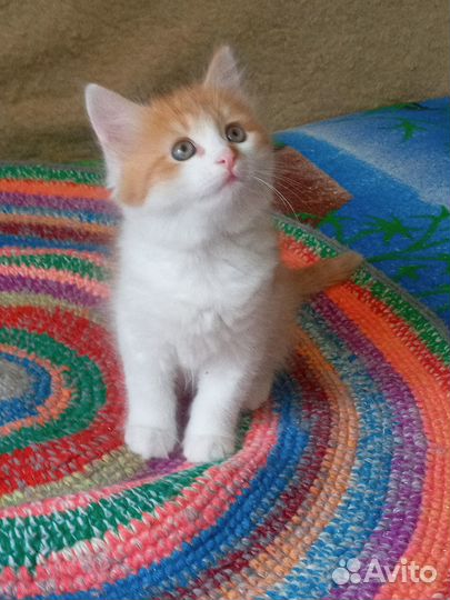 Котята в добрые руки бесплатно