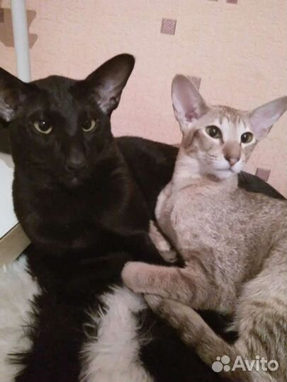 Ориентальные котята