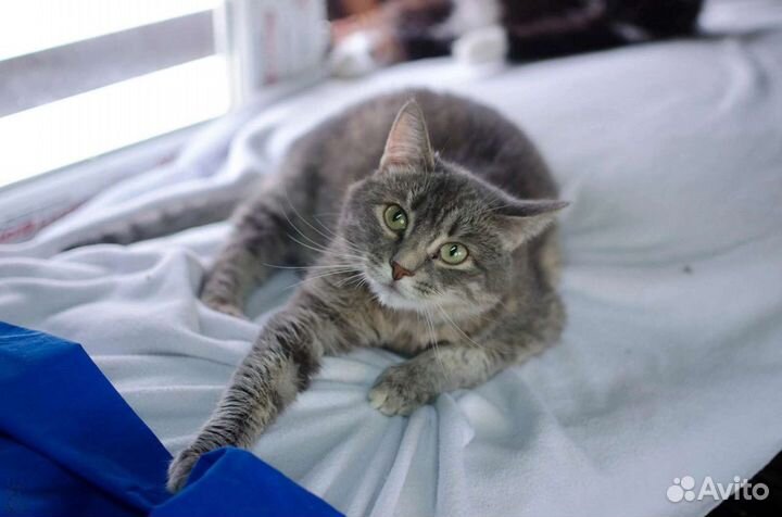 Суперласковая кошка в добрые руки бесплатно