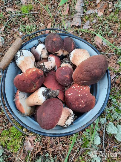 Грибы боровики