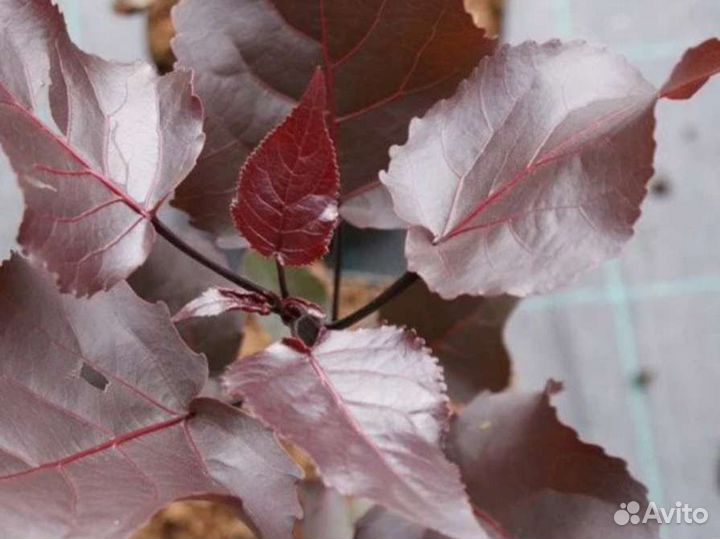 Тополь с бордовым листом экзотика