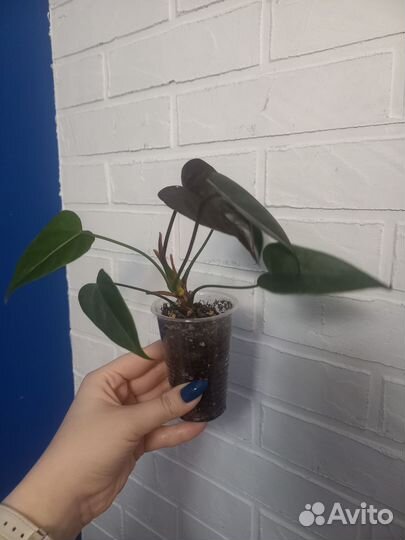 Ананас, декабрист, антуриум