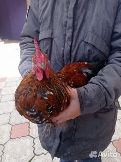 Куры бентамки