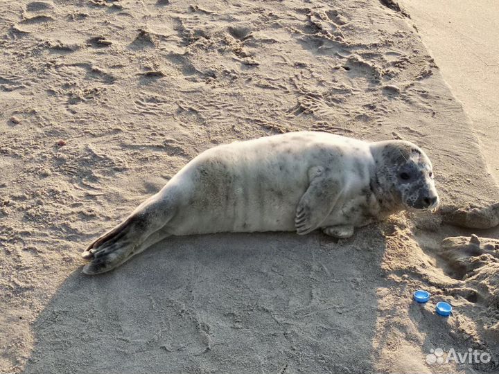 Индивидуальные экскурсии по Калининграду и области