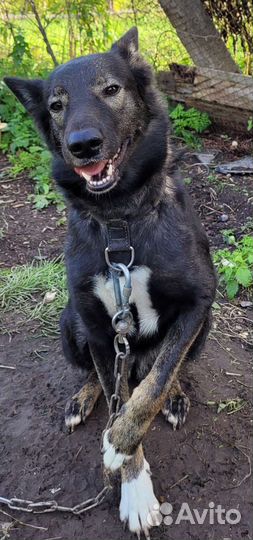 Собака в добрые руки