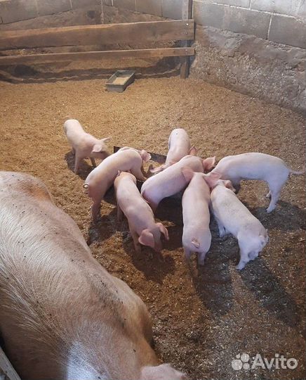 Домашние поросята