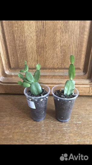 Детки-стартеры фиалок,пасынки химер