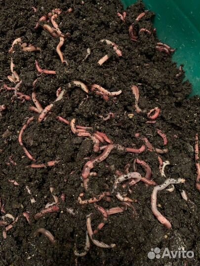 Черви для рыбалки